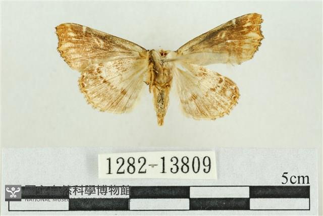 紅暈散紋夜蛾藏品圖，第2張