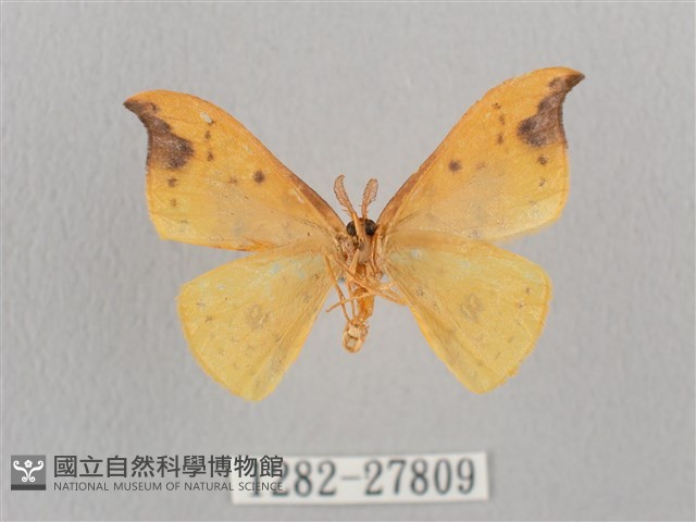 銀斑黃鉤蛾藏品圖，第2張
