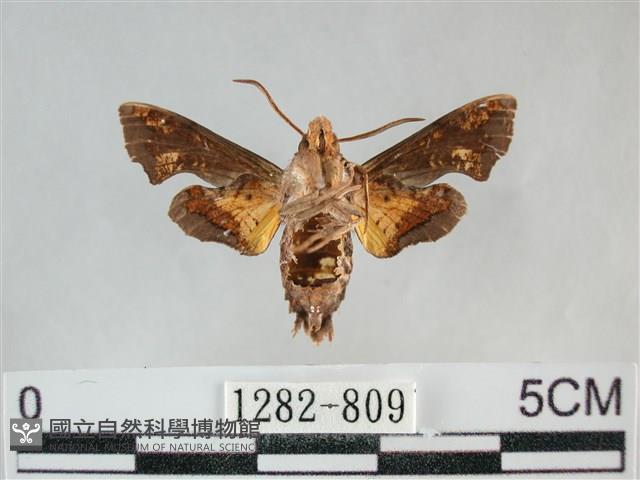 三角凹緣天蛾藏品圖，第2張