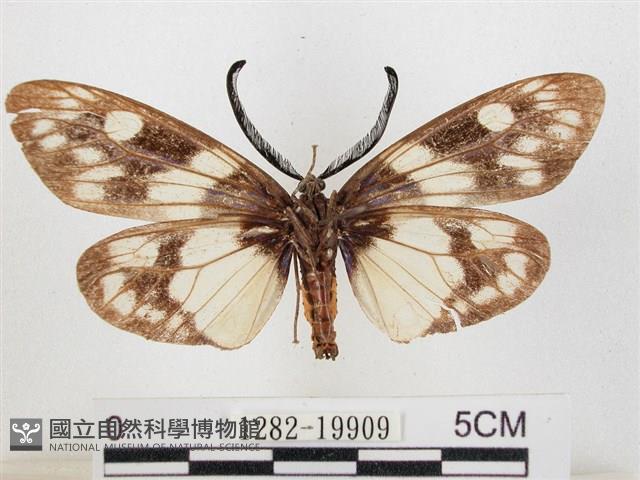 蓬萊茶斑蛾藏品圖，第2張