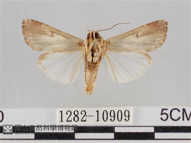 斜紋夜盜蛾藏品圖，第2張