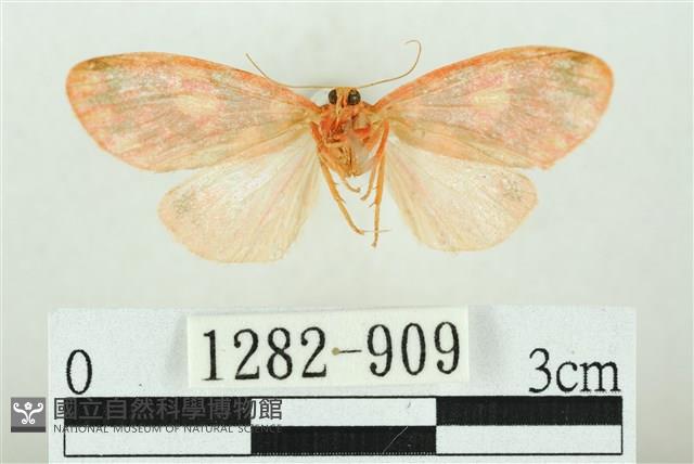 三色豔苔蛾藏品圖，第2張