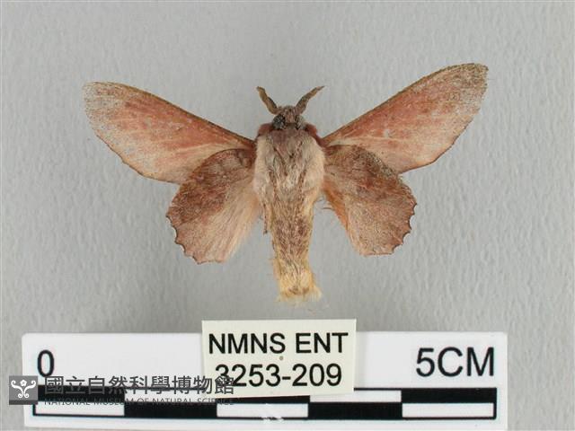 臺灣枯葉蛾藏品圖，第2張
