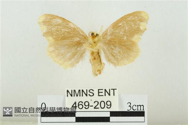 黑翅黃毒蛾藏品圖，第2張