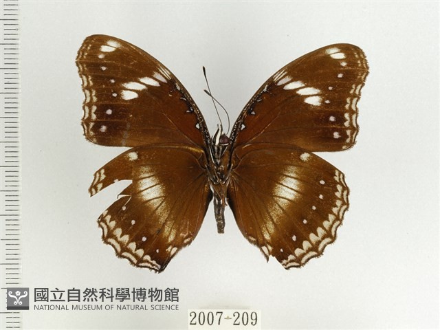 Accession Number:002007-00209 Collection Image, Figure 2, Total 3 Figures