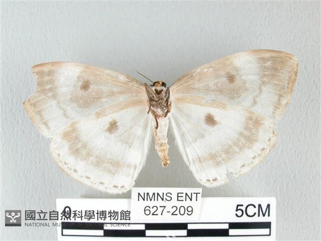 圓翅大鉤蛾藏品圖，第2張