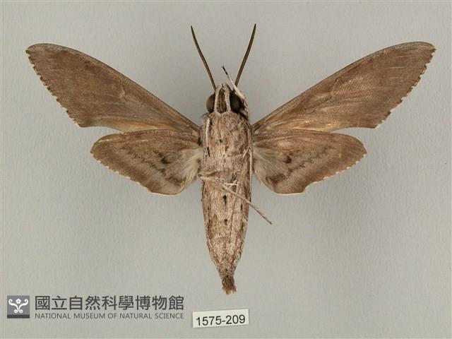 蝦殼天蛾藏品圖，第2張