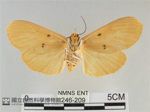 橙擬燈蛾藏品圖，第2張