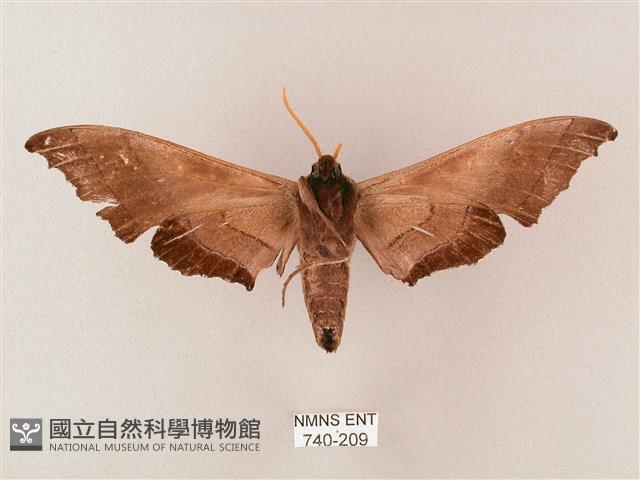 齒翅三線天蛾藏品圖，第2張