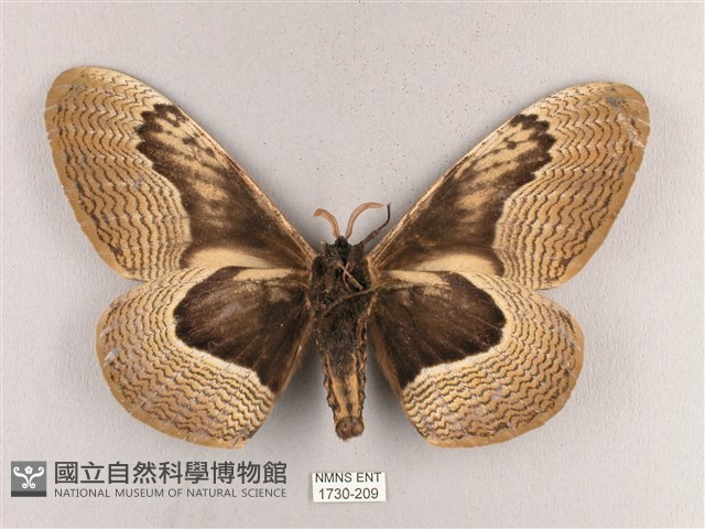 枯球籮紋蛾藏品圖，第2張