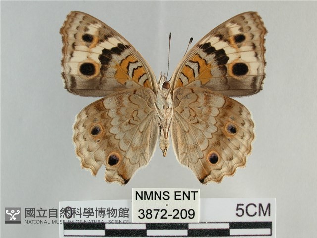 青眼蛺蝶、孔雀青蛺蝶藏品圖，第2張