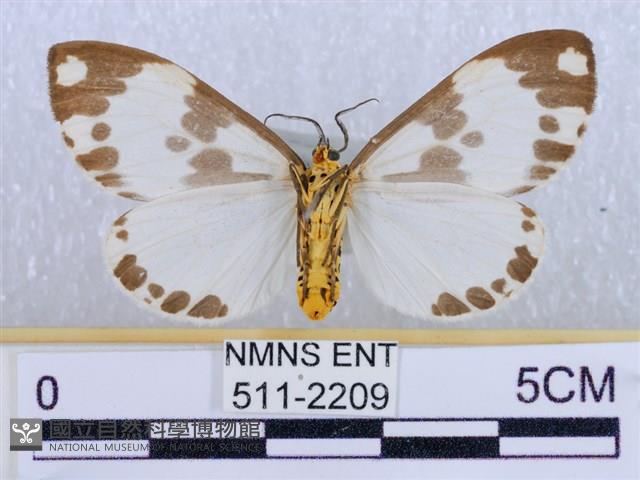 後凸蝶燈蛾藏品圖，第2張