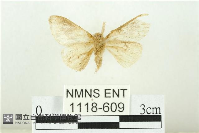 寬紋黃毒蛾藏品圖，第2張