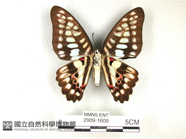 木蘭青鳳蝶藏品圖，第2張