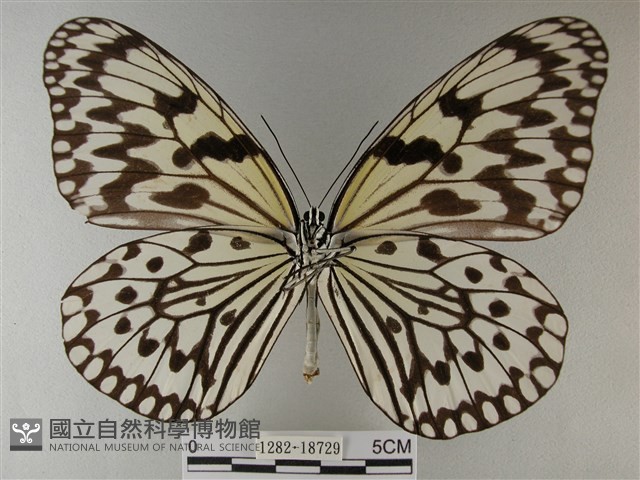 大白斑蝶藏品圖，第2張