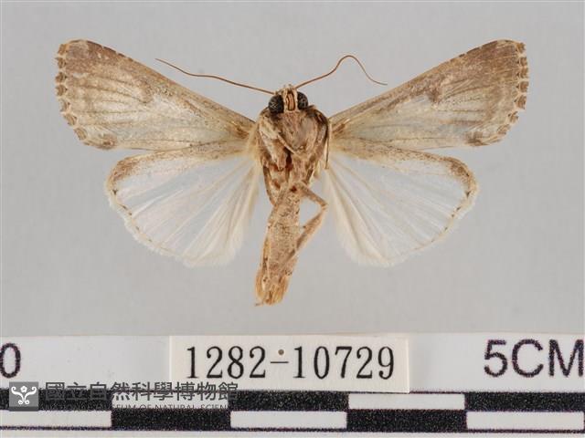 斜紋夜盜蛾藏品圖，第2張