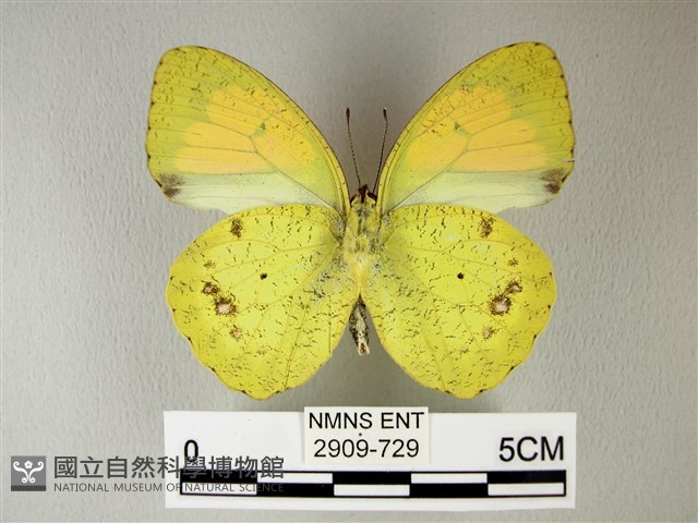 異粉蝶、雌白黃蝶藏品圖，第2張