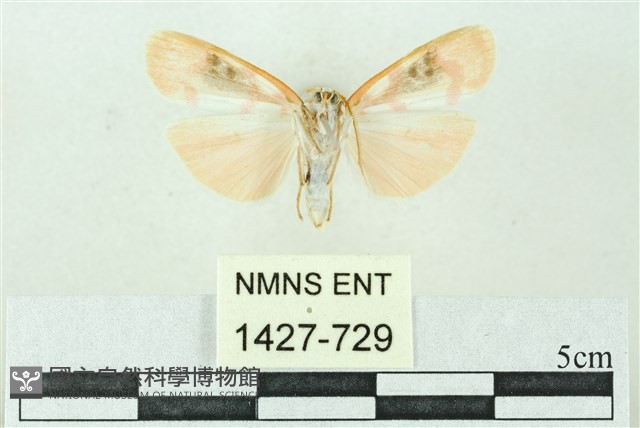 臺雪苔蛾藏品圖，第2張
