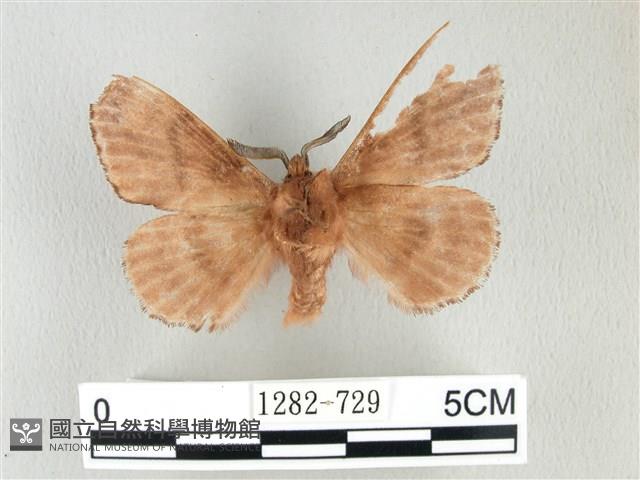 臺灣鋸紋枯葉蛾藏品圖，第2張