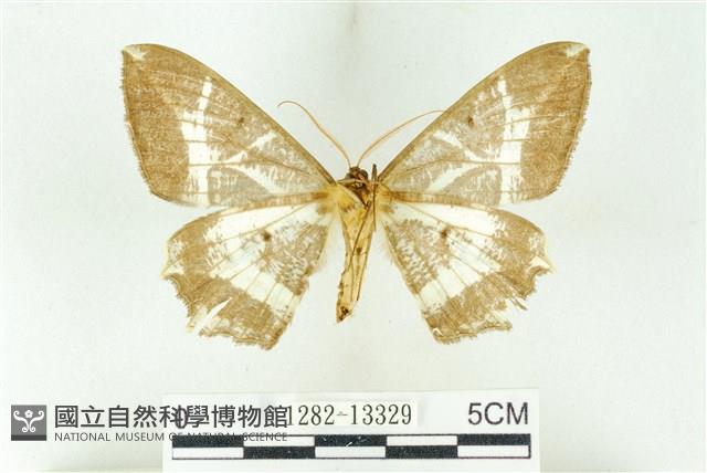 樹形尺蛾藏品圖，第2張