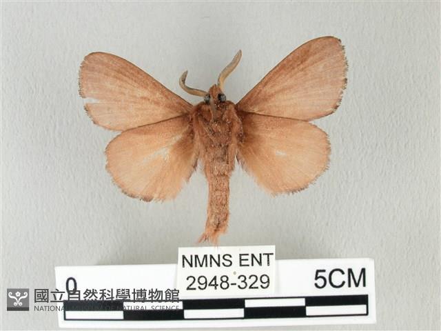 馬尾松枯葉蛾藏品圖，第2張