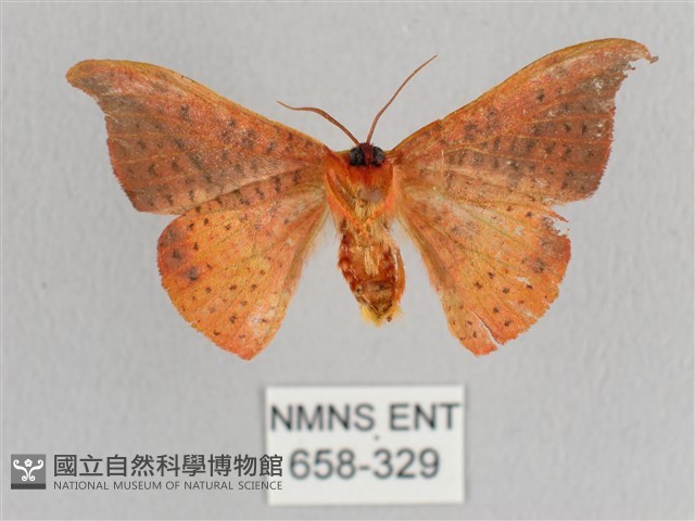 裳蛾科藏品圖，第2張