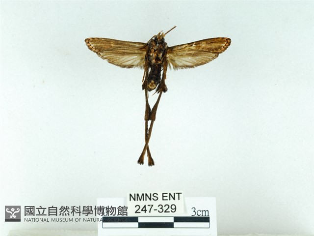 長腳大織蛾藏品圖，第2張