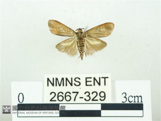 叉紋閃舞蛾藏品圖，第2張