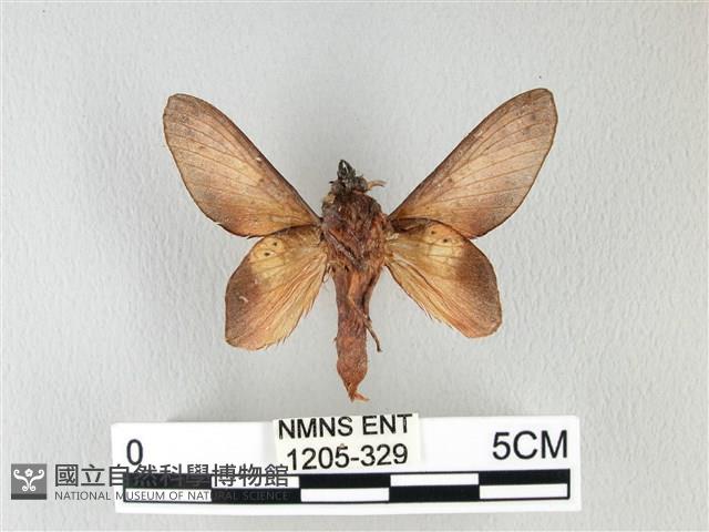 緣斑枯葉蛾藏品圖，第2張