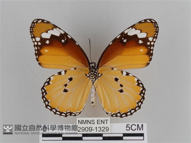 樺斑蝶藏品圖，第2張