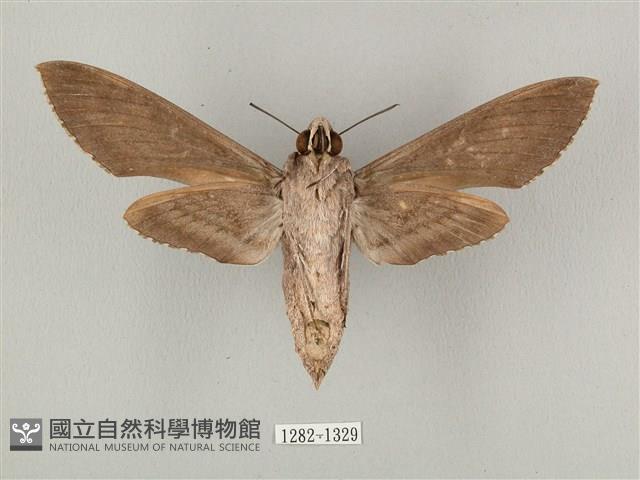 蝦殼天蛾藏品圖，第2張