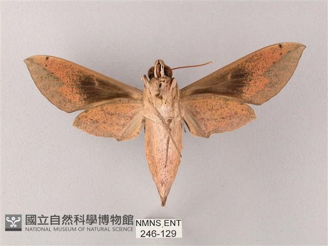 藏斜紋天蛾藏品圖，第2張