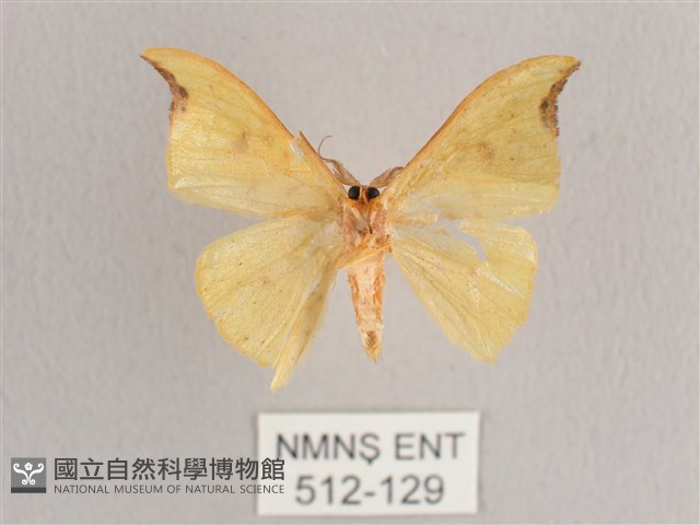 彎黑黃鉤蛾藏品圖，第2張