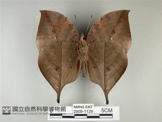枯葉蝶藏品圖，第2張