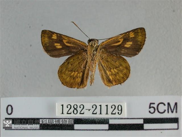 黃星弄蝶藏品圖，第2張