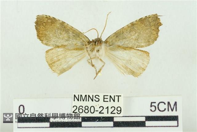 圍異波紋蛾藏品圖，第2張