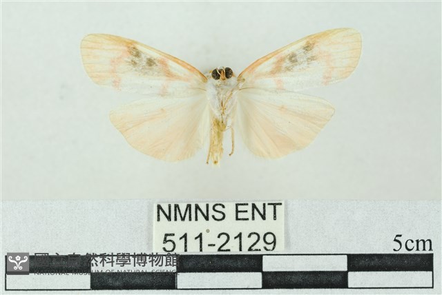 臺雪苔蛾藏品圖，第2張