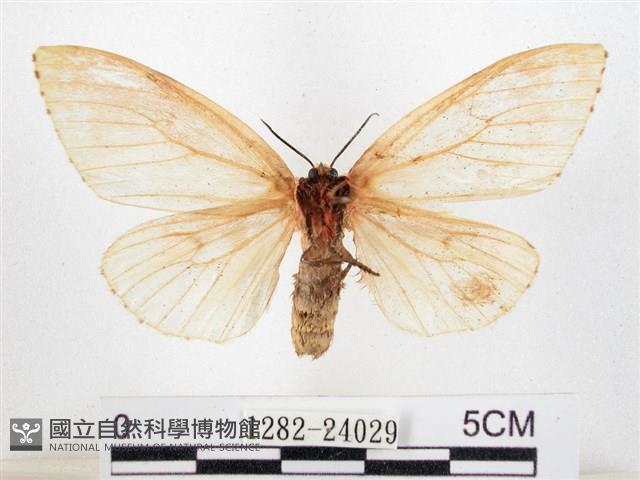 木毒蛾藏品圖，第2張