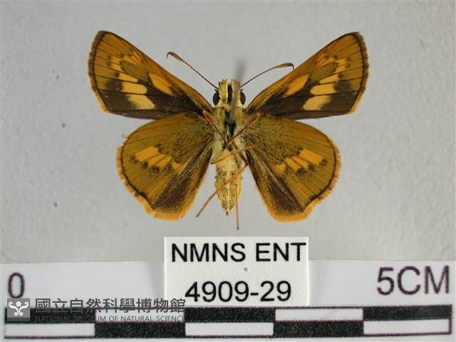 寬邊橙斑弄蝶藏品圖，第2張