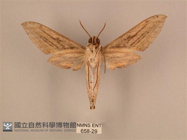 棕綠背線天蛾藏品圖，第2張