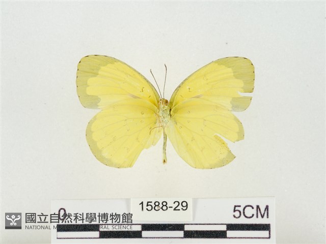 島嶼黃蝶、江崎黃蝶藏品圖，第2張