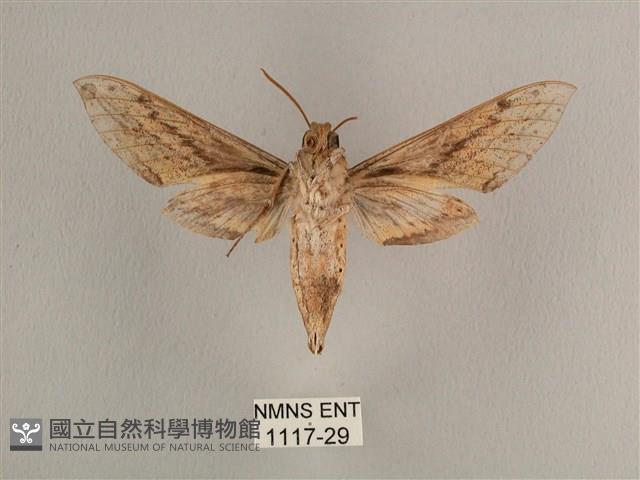 背線天蛾藏品圖，第2張