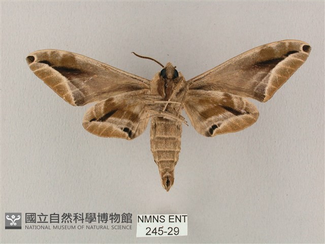 白點天蛾 藏品圖，第2張