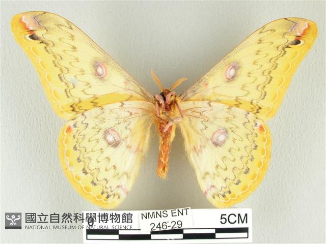 黃豹天蠶蛾藏品圖，第2張