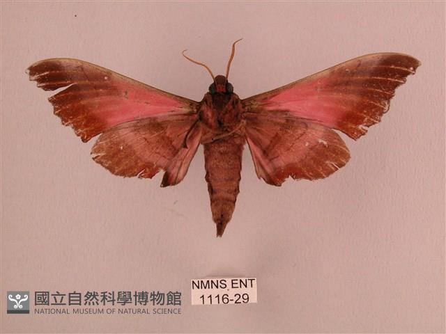 桃紅六點天蛾藏品圖，第2張