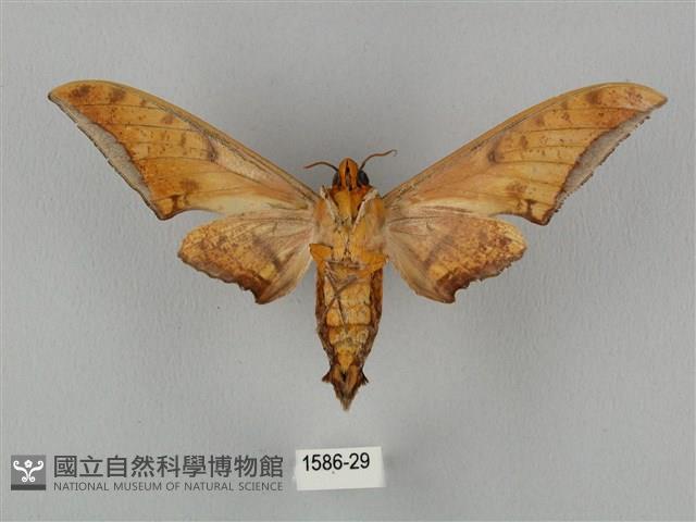 裂斑鷹翅天蛾藏品圖，第2張