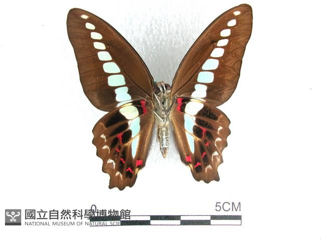 青帶鳳蝶藏品圖，第2張