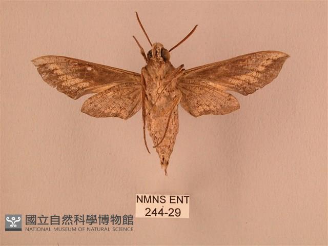 斜線天蛾藏品圖，第2張