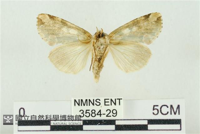 連珠波紋蛾藏品圖，第2張