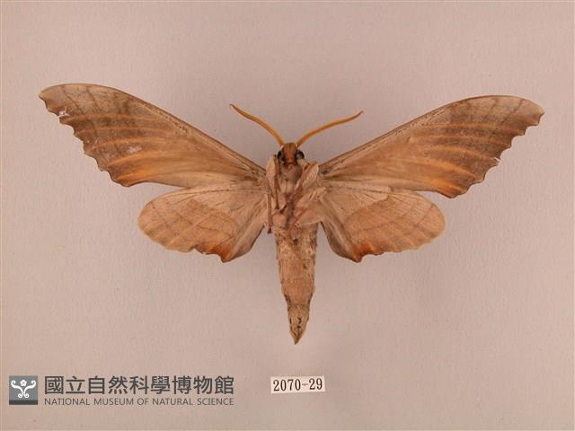 栗六點天蛾藏品圖，第2張